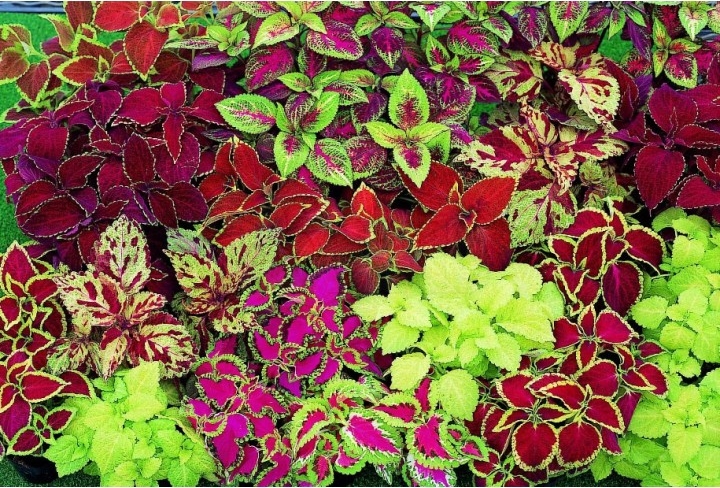 coleu-folhas-coloridas-plantas-dentro-de-casa-decoracao - Viajando no  ApêViajando no Apê