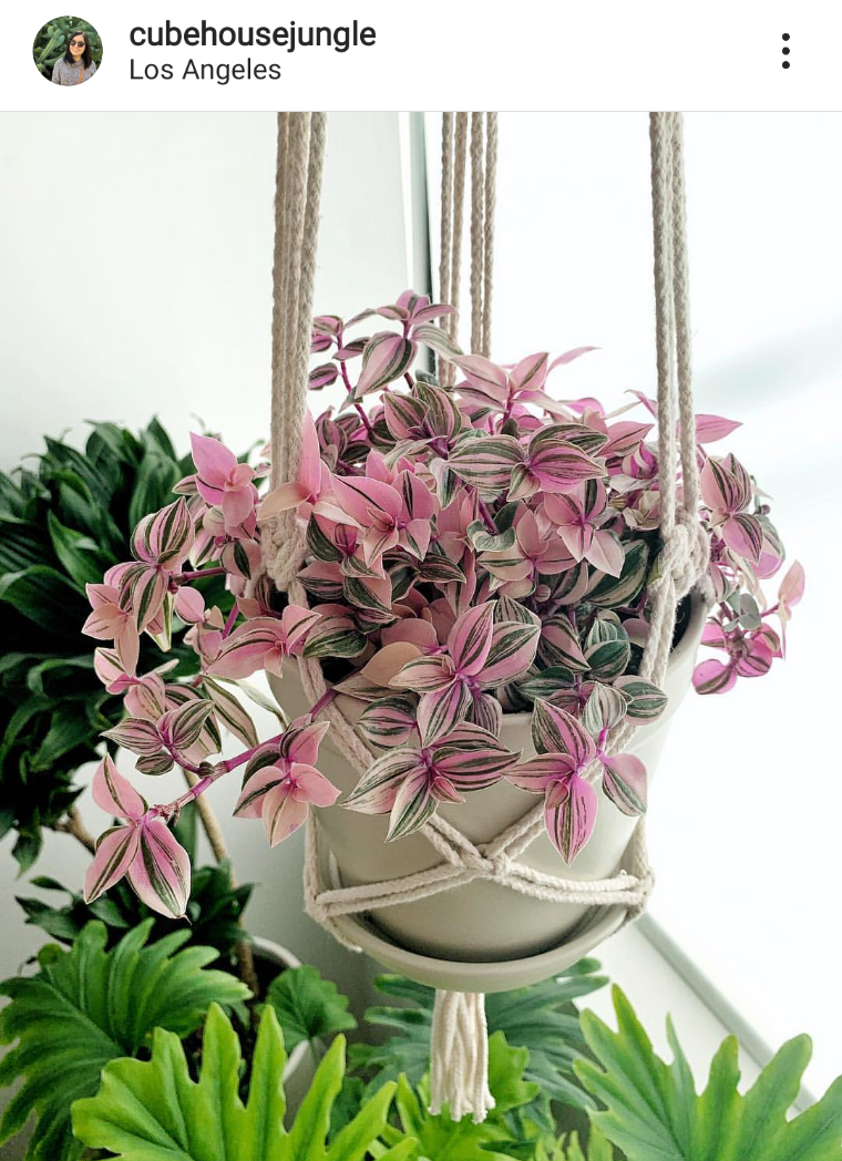 tradescantia-fluminensis-tricolor-planta-folhas-rosas-plantas-pendentes -  Viajando no ApêViajando no Apê